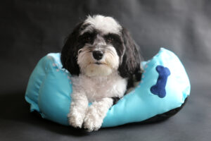 Black and White Havanese